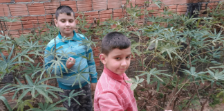 Gustavo e Otávio, de camisa azul e vermelha mexendo nas suas plantações de gengibre e açafrão