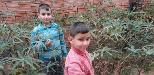Escolas municipais de São José participam de projeto de educação agroecológica Gustavo e Otávio, de camisa azul e vermelha mexendo nas suas plantações de gengibre e açafrão