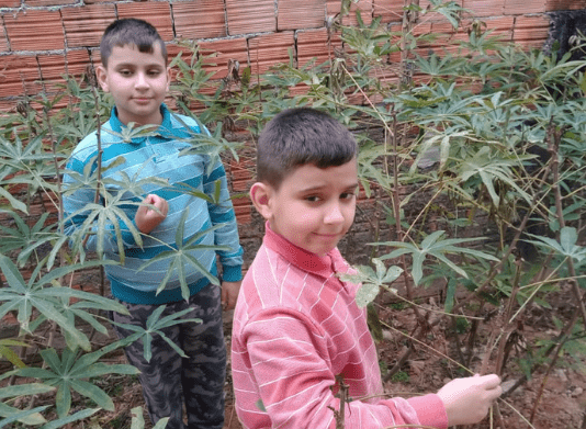 Escolas municipais de São José participam de projeto de educação agroecológica Gustavo e Otávio, de camisa azul e vermelha mexendo nas suas plantações de gengibre e açafrão