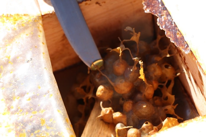 caixa aberta com faca por cima com um pouco de mel na ponta; dentro uma colmeia de abelhas nativas