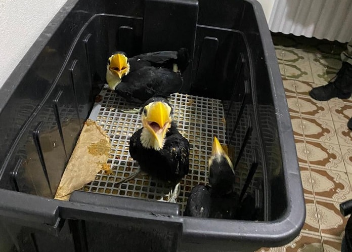 três filhotes de tucano dentro de caixa de plástico