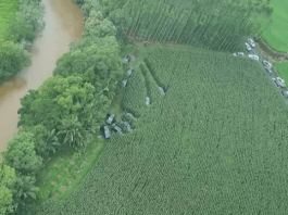 Dez carros utilizados na fuga dos assaltantes são encontrados em milharal em Nova Veneza Dez carros no meio do milharal em Nova Veneza (SC)