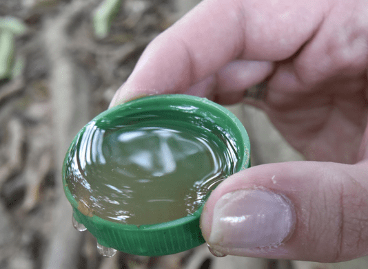 recipientes de formação do aedes aegypti mostraUma mão segurando uma tampa de garrafa com água suja dentro