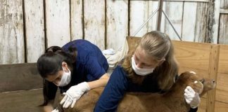 resgate de animais em Presidente Getúlio (SC) - duas mulheres fazem procedimento em bezerro dentro de galpão