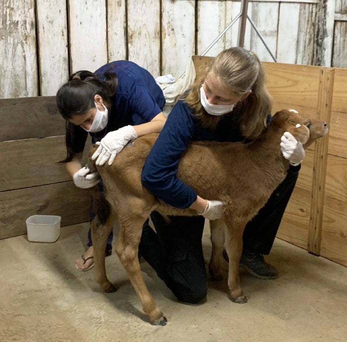 resgate de animais em Presidente Getúlio (SC) - duas mulheres fazem procedimento em bezerro dentro de galpão