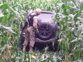 policial verifica suv parado em meio a plantação de milho com rastro por onde passou