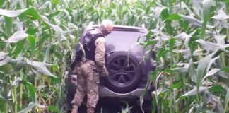 policial verifica suv parado em meio a plantação de milho com rastro por onde passou
