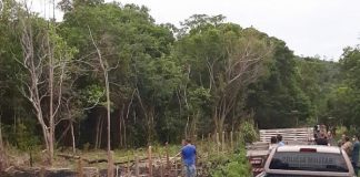 camFiscalização flagra ocupação irregular em mata e prende três no norte da ilha: nhonetes da polícia paradas em estrada ao lado de área desmatada e vegetação ao fundo