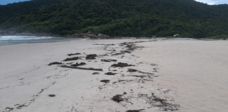 Praias de Florianópolis com sujeira após grande volume de chuva na última semana
