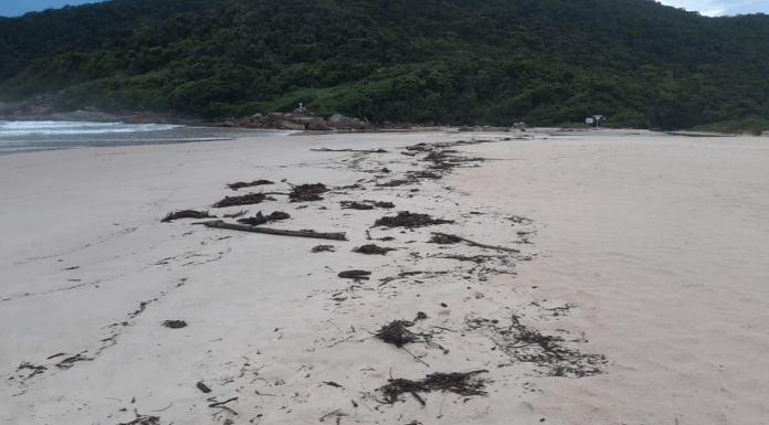 Praias de Florianópolis com sujeira após grande volume de chuva na última semana