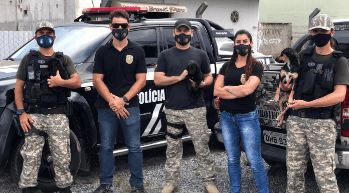 Policiais civis em frente a viatura da PCSC, com dois filhotes de cães que foram resgatados em BC