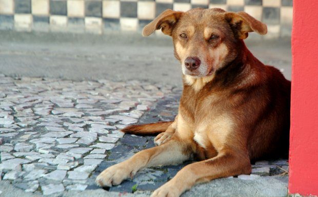 proibido proibir de alimentar animal de rua - cachorro deitado em calçada