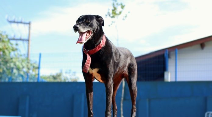 cachorra maltrada no rio vermelho está em pé com ótimo porte em cima de um tablado e com a língua de fora aparenta estar bem