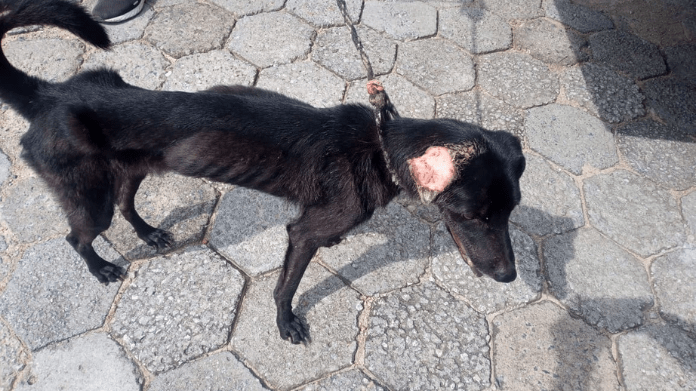 Cachorra com desnutrição resgata em Florianópolis