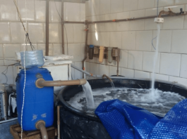 Mortalidade de verão em ostras adultas é resolvido com sistema de refrigeração Sistema de refrigeração resolvendo mortalidade de verão em ostras adultas