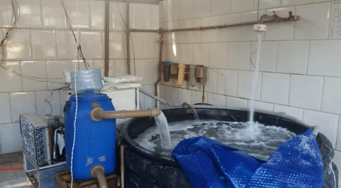 Sistema de refrigeração resolvendo mortalidade de verão em ostras adultas