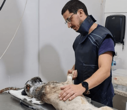 Três cachorros maltratados em São José e Florianópolis são resgatados por ONG e prefeitura homem ao lado de um dos cachorros maltratados que foram resgatados na grande florianópolis; animal está deitado sobre maca, com machucado na nuca