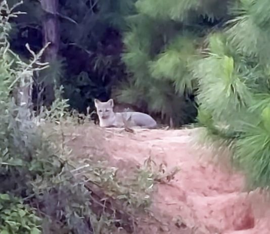 cacCachorro do mato deitado em área com terra e árvores em volta, no bairro Areias em São José