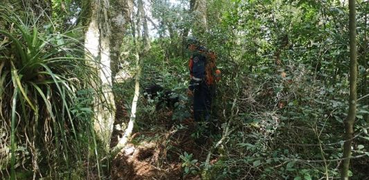 Justiça determina internação provisória de adolescente que teria matado menina de 14 anos Área de mata onde o corpo da adolescente Ana Kemilli foi encontrado. Na foto, área verde com folhagens e um homem do corpo de bombeiros.