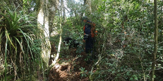 Área de mata onde o corpo da adolescente Ana Kemilli foi encontrado. Na foto, área verde com folhagens e um homem do corpo de bombeiros.