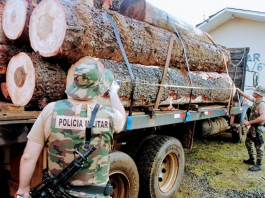 De costas, um policial militar com roupa camuflada aparece observando o caminhão com toras de madeira de pinheiro brasileiro.