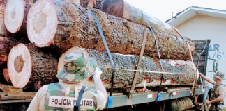 De costas, um policial militar com roupa camuflada aparece observando o caminhão com toras de madeira de pinheiro brasileiro.