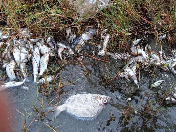 Em uma parte de água é possível ver peixes mortos boiando próximo a um trecho de mato