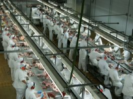 Profissionais de um frigorífico lado a lado com roupas brancas manuseando carnes. Os jovens aprendizes de São José podem se candidatar para trabalhar em um frigorífico da cidade.