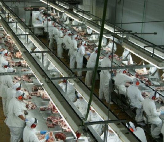 Santa Catarina é o quinto estado com mais acidentes de trabalho em 2020 Profissionais de um frigorífico lado a lado com roupas brancas manuseando carnes. Os jovens aprendizes de São José podem se candidatar para trabalhar em um frigorífico da cidade.