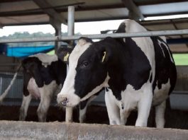 Vaca produtora de leite em Santa Catarina, com manchas brancas e pretas, aparece de frente em destaque, ao fundo aparece parte de outra vaca