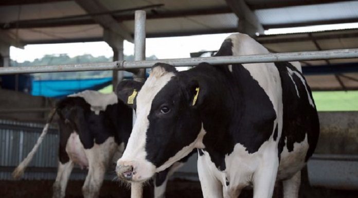 Vaca produtora de leite em Santa Catarina, com manchas brancas e pretas, aparece de frente em destaque, ao fundo aparece parte de outra vaca