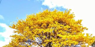 Um ipê amarelo, árvore símbolo da cidade, na Fazenda Santo Antônio