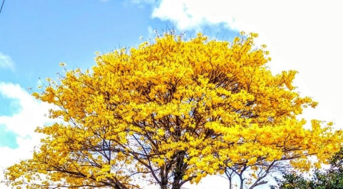 Um ipê amarelo, árvore símbolo da cidade, na Fazenda Santo Antônio