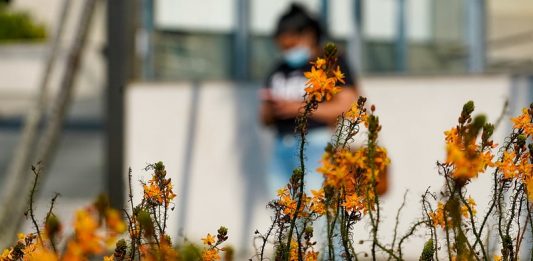 Mais de 15 mil pessoas morreram de Covid em Santa Catarina flores amarelas em primeiro plano e mulher passando de máscara ao fundo - mais de mil e cem pessoas morreram de covid em sc em duas semanas