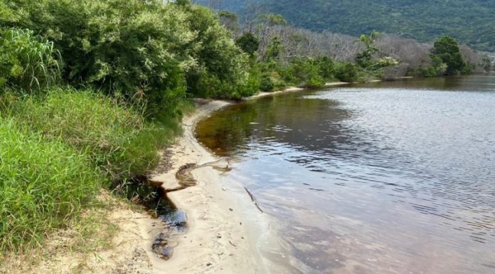 parte da margem da lagoa em área de mata