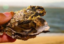Secretaria da Agricultura interdita cultivos de ostras e mexilhões da Ponta de Baixo, em São José