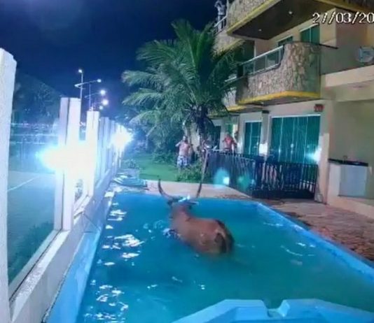boi dentro de piscina durante farra do boi - quadrilha indiciada pela pc