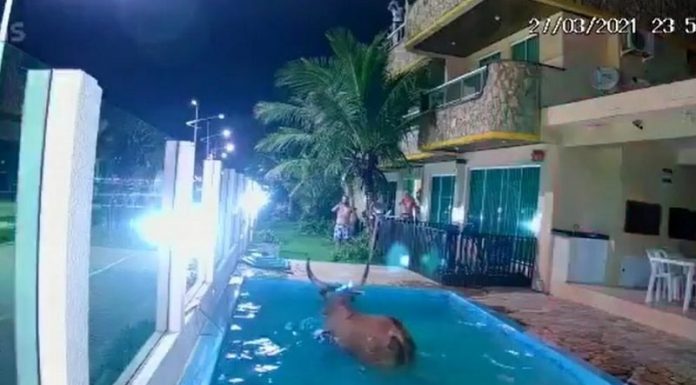 boi dentro de piscina durante farra do boi - quadrilha indiciada pela pc