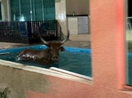 boi com grandes chifres dentro de uma piscina de pousada durante ocorrência de farra do boi