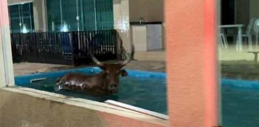 Polícia registrou seis ocorrências de farra do boi em Santa Catarina durante quaresma boi com grandes chifres dentro de uma piscina de pousada durante ocorrência de farra do boi