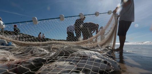 Safra da tainha inicia em 1º de maio na modalidade de arrasto