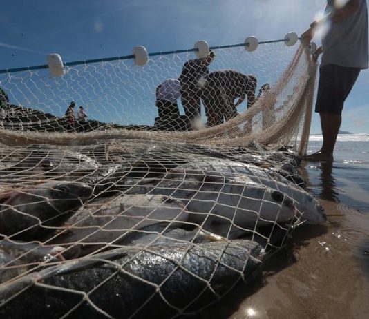 Lagoinha e Barra lideram capturas de tainhas em Florianópolis Safra da tainha inicia em 1º de maio na modalidade de arrasto