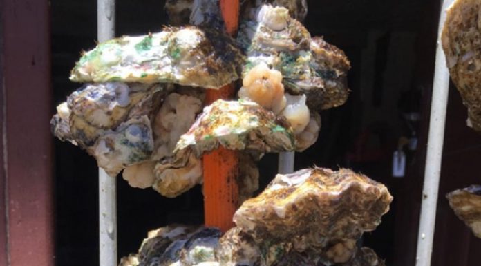 Epagri testa ostras fora da concha Epagri inicia segunda etapa da pesquisa para comercialização de ostras fora da concha