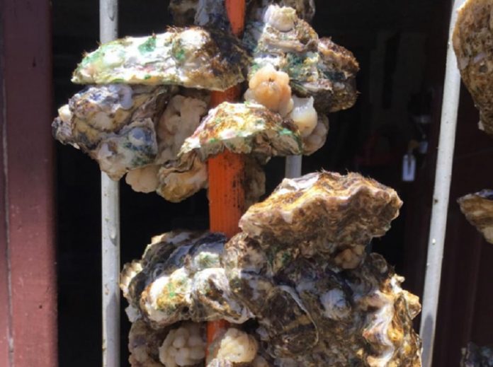 Epagri inicia segunda etapa da pesquisa para comercialização de ostras fora da concha