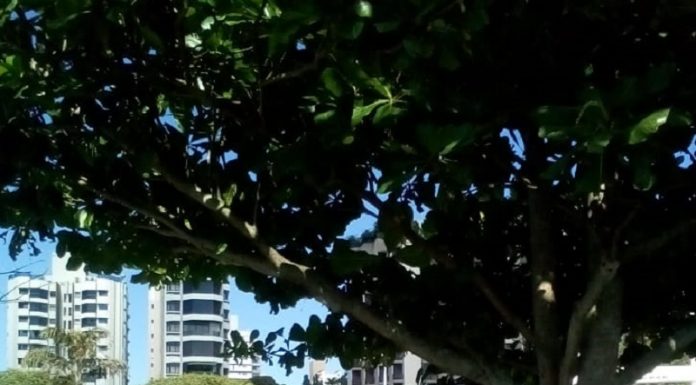 Para eliminar lagartas, prefeitura de Florianópolis realiza poda de árvores Homem com camiseta verde da Floram e capacete vermelho ao lado de uma árvore na Beira-Mar Norte. Sete árvores da localidade foram podadas para conter a aparição das lagartas de fogo.