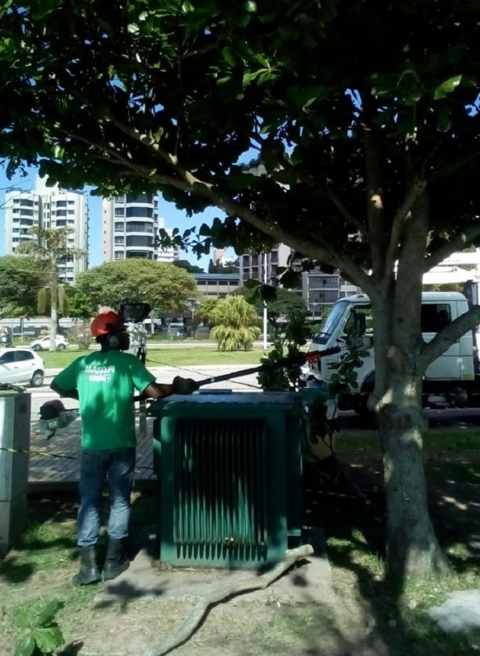 Homem com camiseta verde da Floram e capacete vermelho ao lado de uma árvore na Beira-Mar Norte. Sete árvores da localidade foram podadas para conter a aparição das lagartas de fogo.