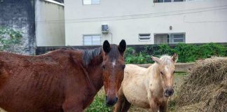 Fundação Municipal de Meio Ambiente de SJ doa cavalos acolhidos