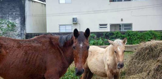 Fundação Municipal de Meio Ambiente de SJ doa cavalos acolhidos
