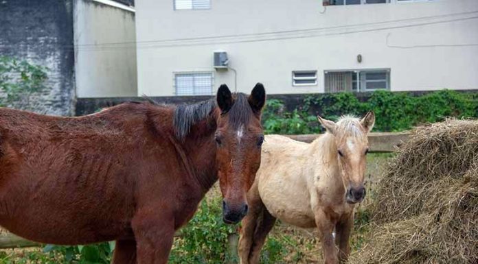 Fundação Municipal de Meio Ambiente de SJ doa cavalos acolhidos Fundação Municipal de Meio Ambiente de SJ doa cavalos acolhidos