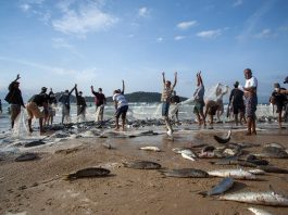 pescadores comemoram pesca da tainha após grande lanço na areia do campeche, com a ilha de fundo